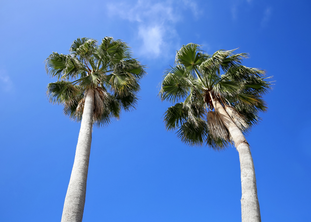 Answer: Tree #18